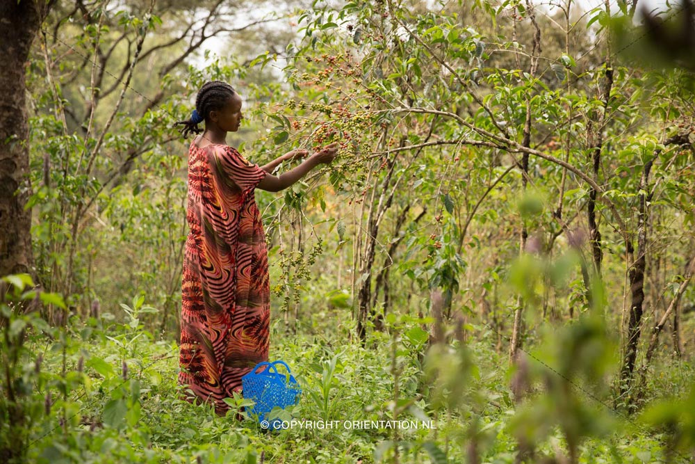 Fairtrade-Nederland-Koffie-Ethiopië-Effecten-klimaatverandering (21)