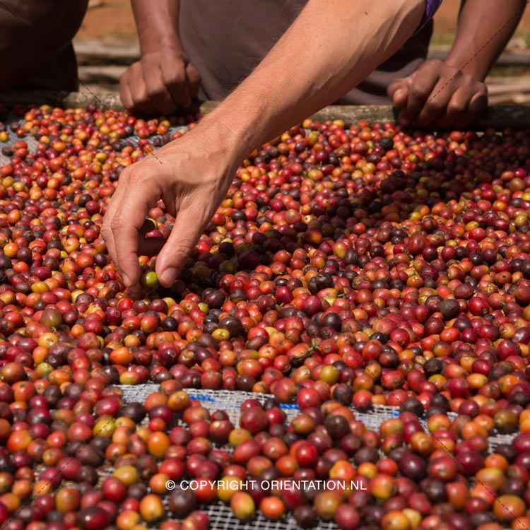 Fairtrade-Nederland-Koffie-Ethiopië-Effecten-klimaatverandering (5)